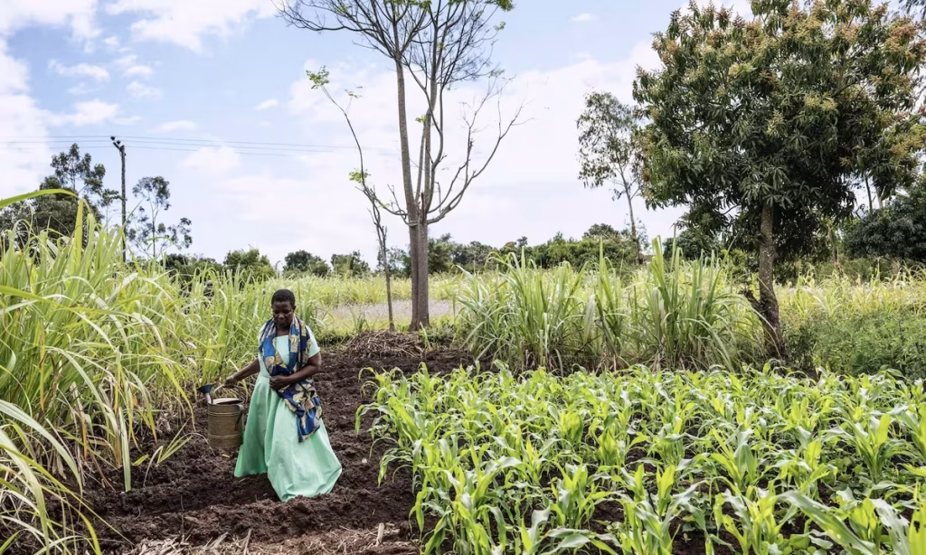 AI weather forecasting